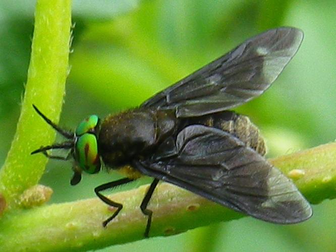 Chrysops caecutiens © HALLART Guénael