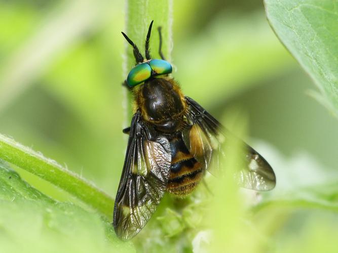 Chrysops relictus © BARBIER Simon