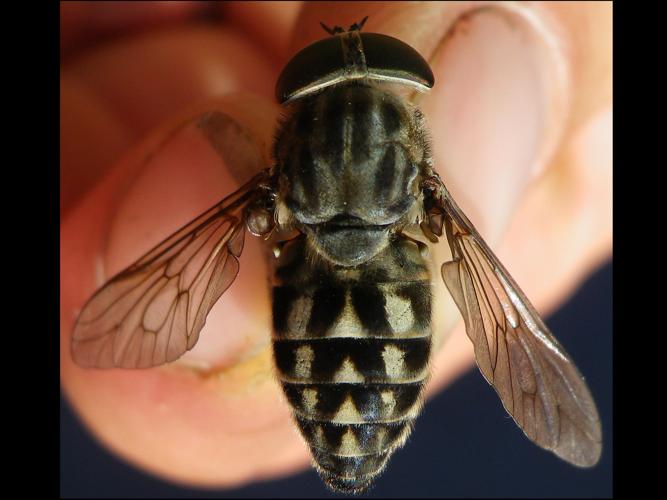 Tabanus autumnalis © HALLART Guénael