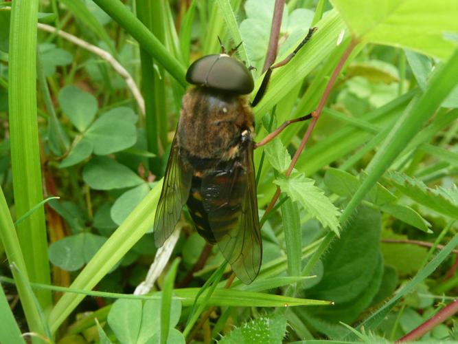 Tabanus bovinus © MAILLIER Sébastien