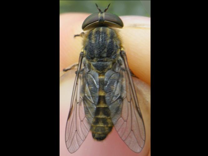 Tabanus bromius © HALLART Guénael