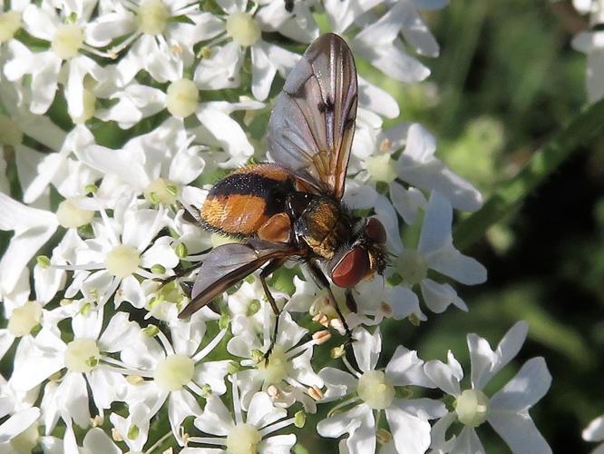 Ectophasia crassipennis © MAILLIER Sébastien