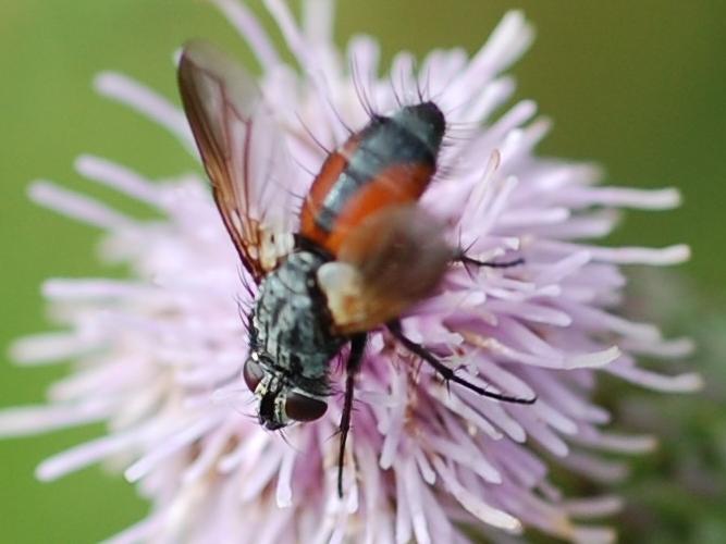 Eriothrix rufomaculata © VANSTEENE Nicolas