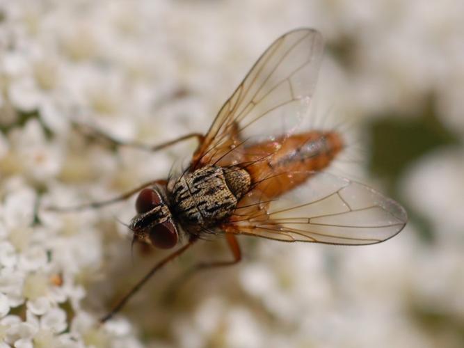 Leskia aurea © VANSTEENE Nicolas