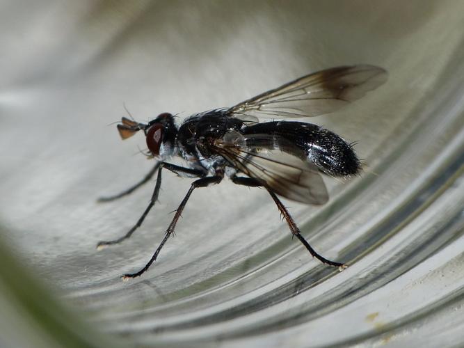 Lophosia fasciata © BARBIER Simon