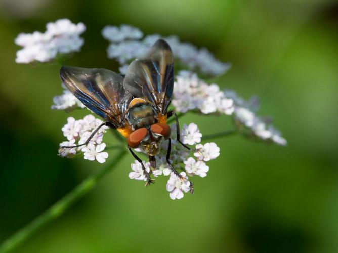 Phasia hemiptera © TONDELLIER Bruno