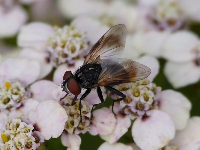 Phasia obesa © BARBIER Simon