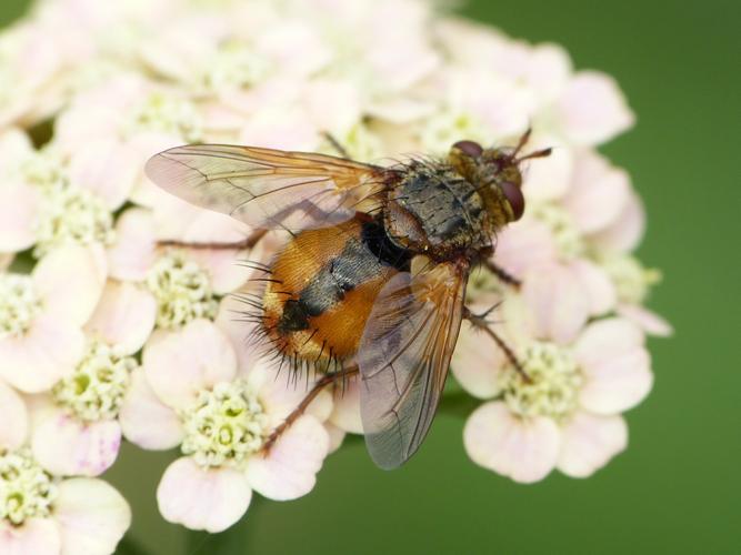 Tachina fera © BARBIER Simon