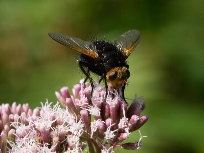 Tachina grossa © TONDELLIER Bruno