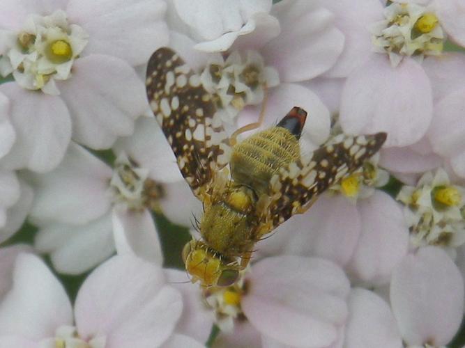 Oxyna flavipennis © HALLART Guénael