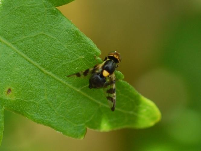 Rhagoletis cerasi © VANSTEENE Nicolas