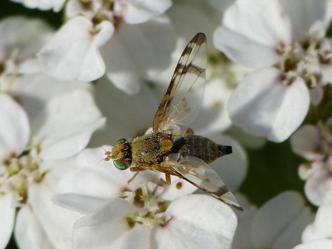 Sphenella marginata © BARBIER Simon