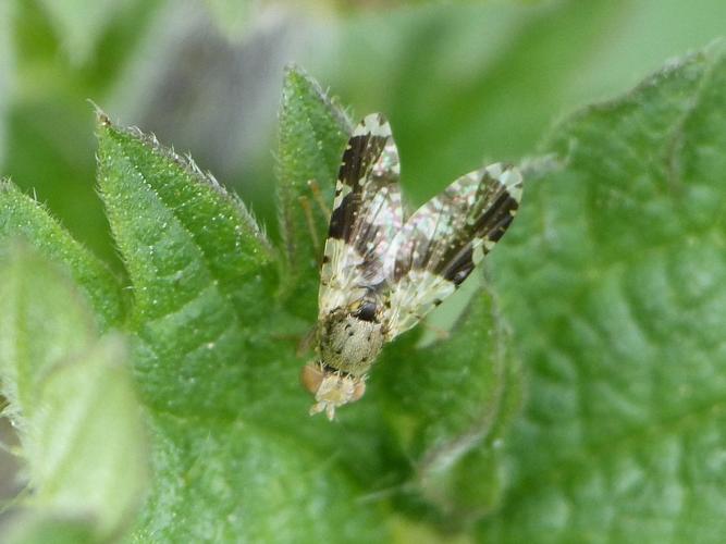 Tephritis formosa © BARBIER Simon