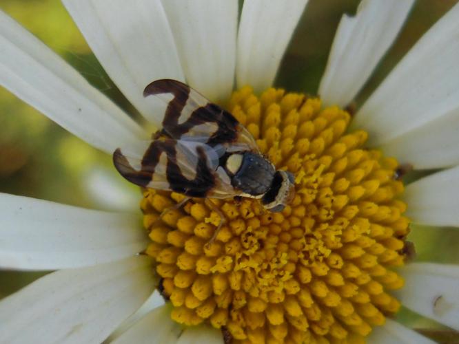 Urophora cardui © HERMANT Thomas