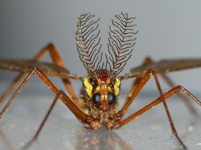 Ctenophora ornata © BARBIER Simon