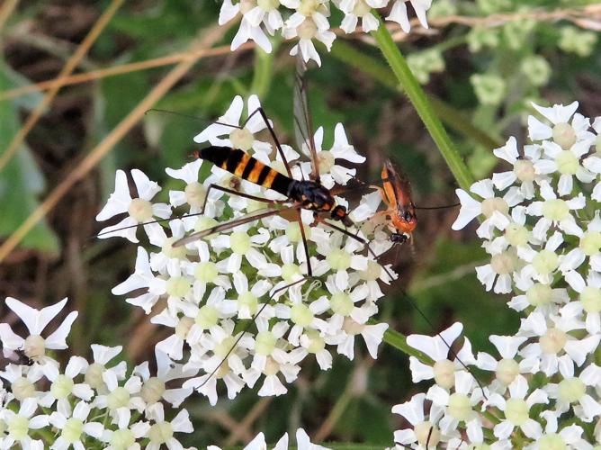 Nephrotoma crocata © MAILLIER Sébastien