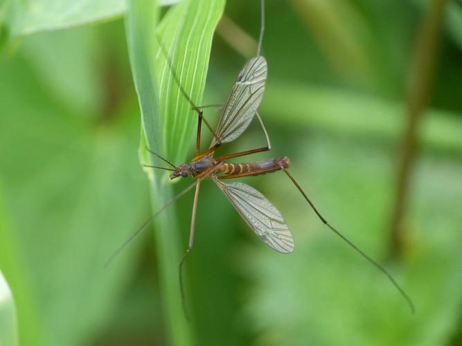 Nigrotipula nigra © BARBIER Simon