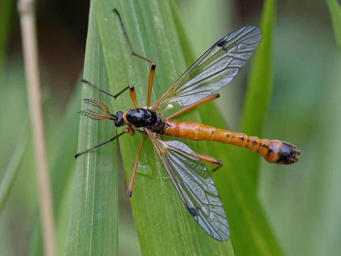 Tanyptera atrata © SENGEZ Pierre