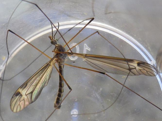 Tipula lateralis © HALLART Guénael