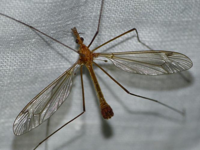 Tipula lunata © BARBIER Simon