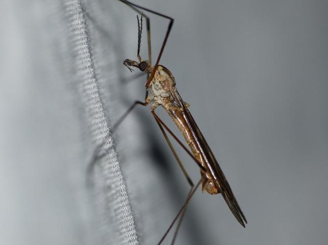 Tipula obsoleta © BARBIER Simon