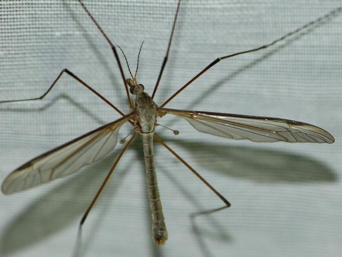 Tipula oleracea © BARBIER Simon