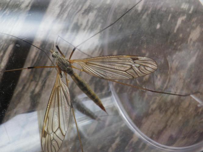 Tipula pabulina © HALLART Guénael