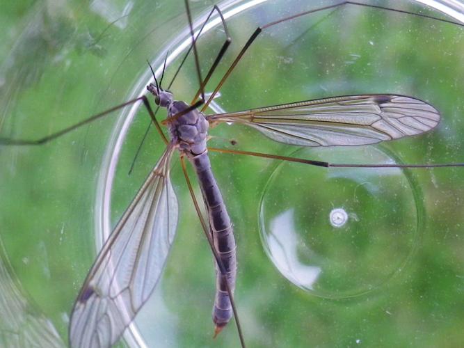 Tipula pruinosa © HALLART Guénael