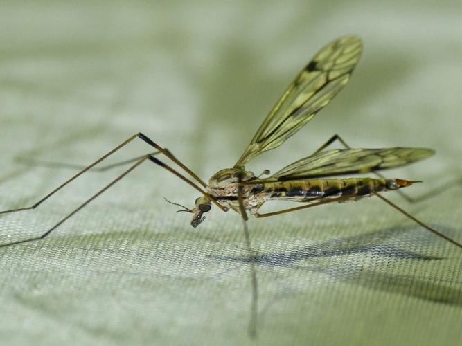 Tipula rufina © BARBIER Simon