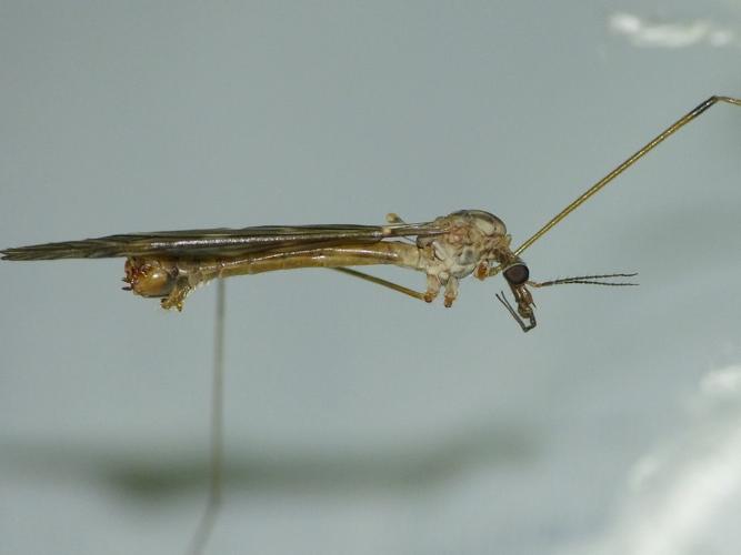 Tipula signata © BARBIER Simon