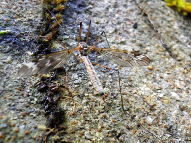 Tipula unca © HALLART Guénael