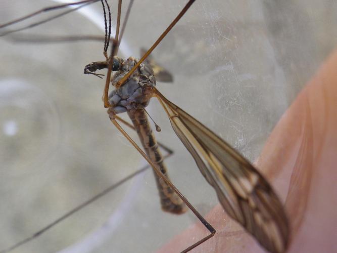 Tipula vittata © HALLART Guénael