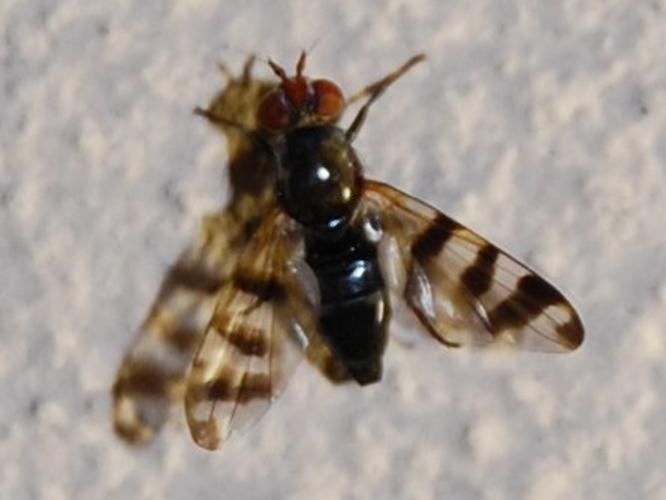 Ceroxys urticae © VANSTEENE Nicolas