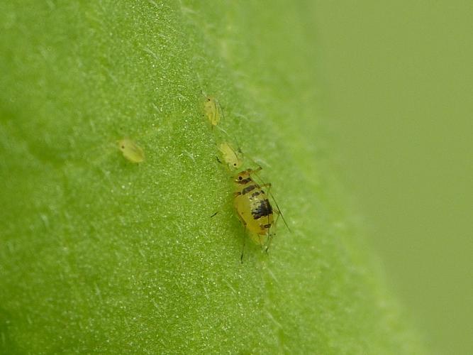 Aulacorthum circumflexum © BARBIER Simon