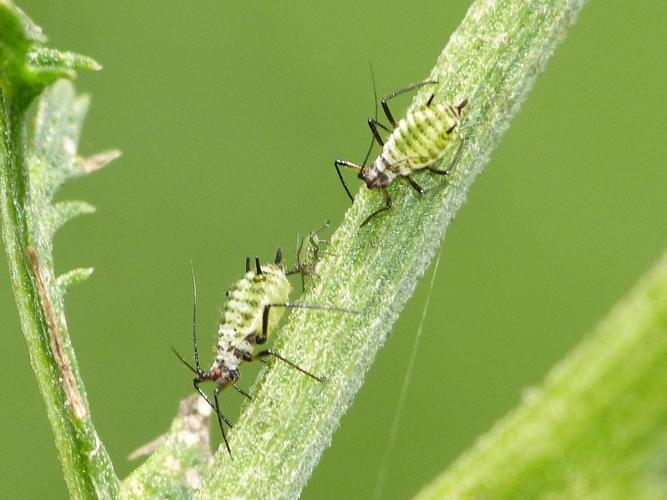 Macrosiphoniella millefolii © BARBIER Simon