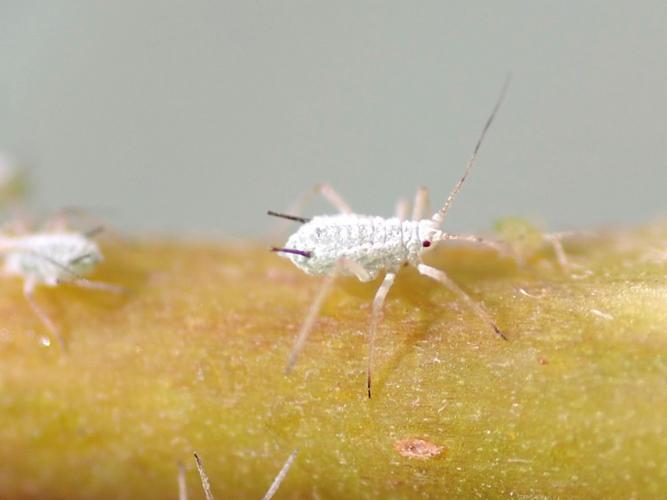 Macrosiphum albifrons © VANSTEENE Nicolas