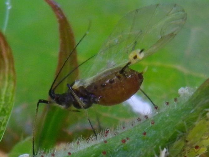 Macrosiphum rosae © HALLART Guénael