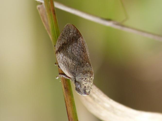 Lepyronia coleoptrata © BARBIER Simon