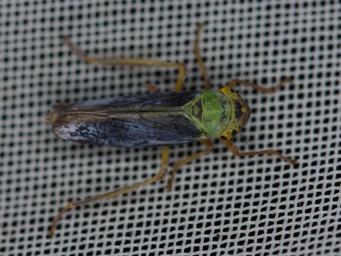 Cicadella viridis © BARBIER Simon