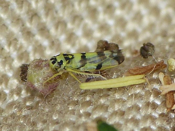 Eupteryx atropunctata © BARBIER Simon