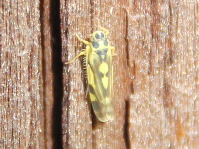 Eupteryx aurata © COLINDRE Laurent