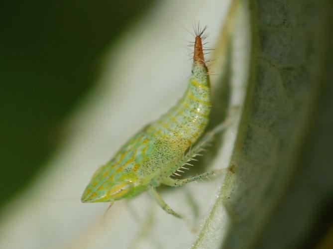 Fieberiella florii © VANSTEENE Nicolas