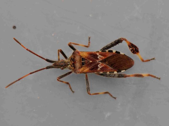 Leptoglossus occidentalis © MATHOT William