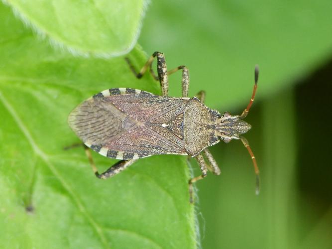 Ceraleptus gracilicornis © BARBIER Simon