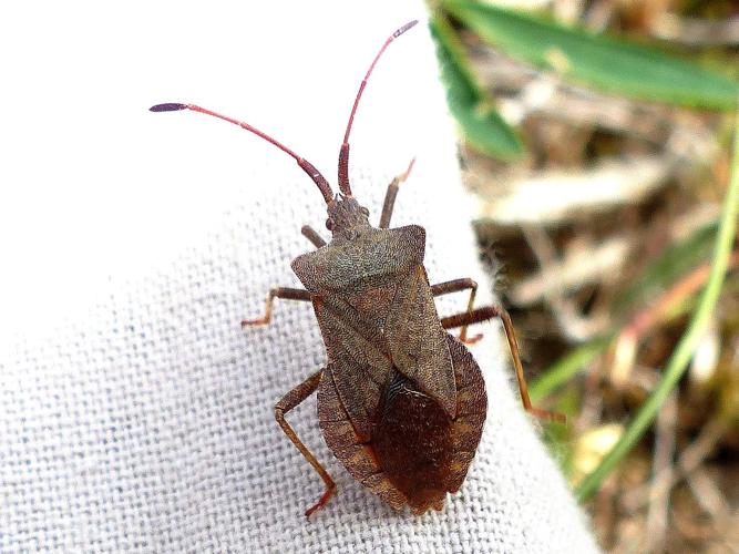 Coreus marginatus © DEROZIER Carole