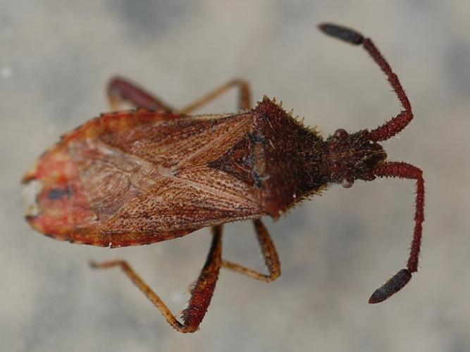 Coriomeris affinis © VANSTEENE Nicolas