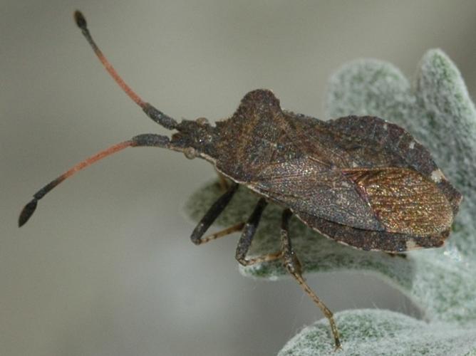 Enoplops scapha © VANSTEENE Nicolas