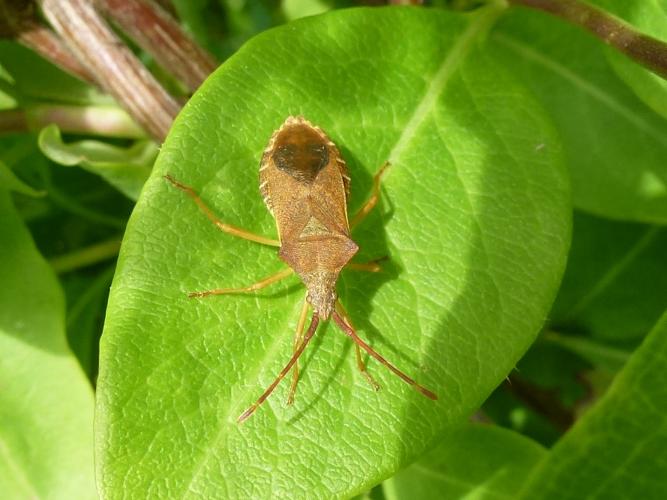 Gonocerus acuteangulatus © MAILLIER Sébastien