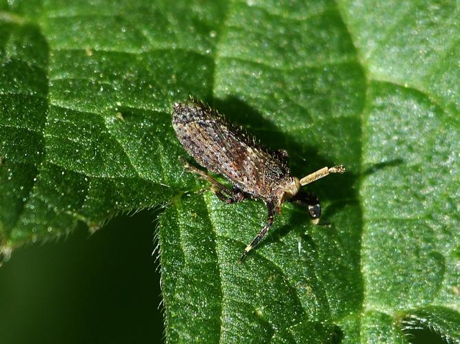 Asiraca clavicornis © BARBIER Simon