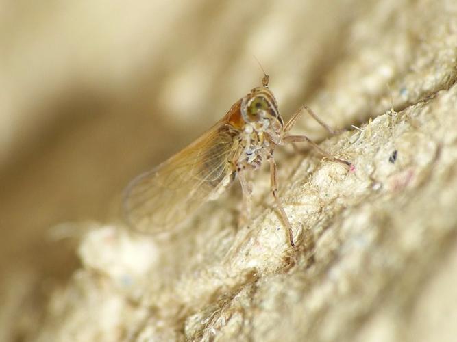 Javesella pellucida © BARBIER Simon